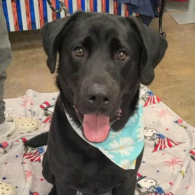 An adult large-sized male Black Labrador Retriever dog named Zeke the Labby Lab for adoption in Woolwich, ME