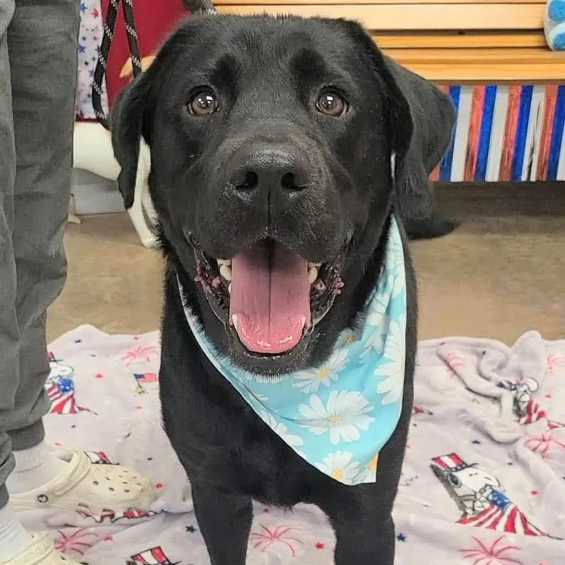 Zeke the Labby Lab thumbnail 2