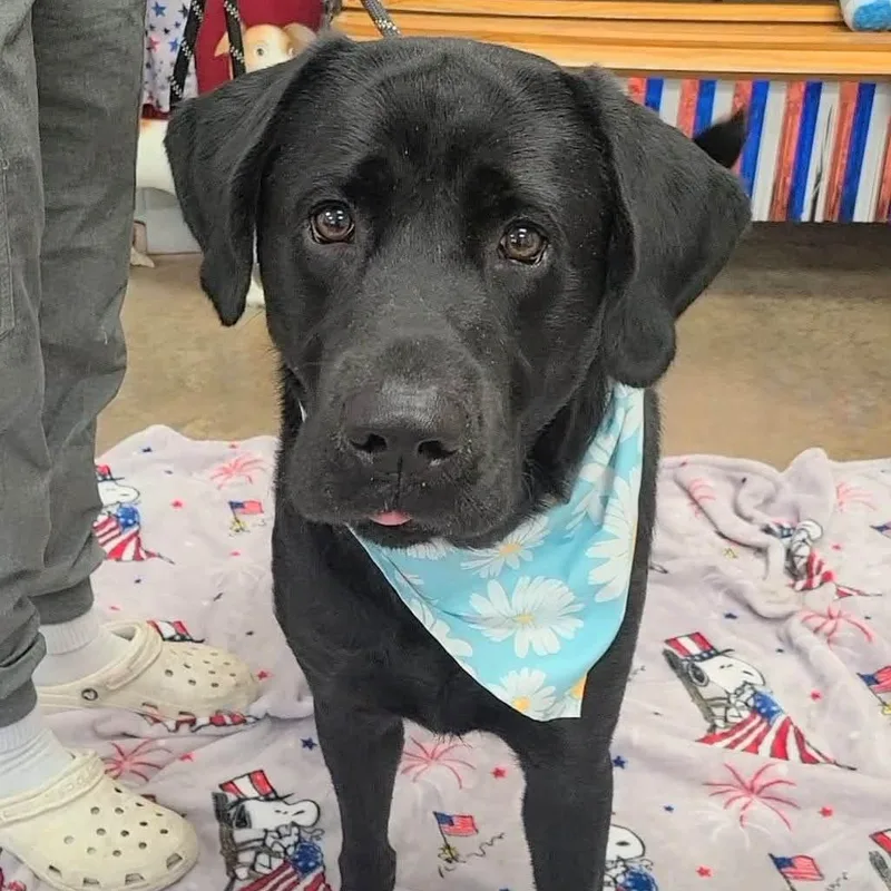Zeke the Labby Lab thumbnail 3