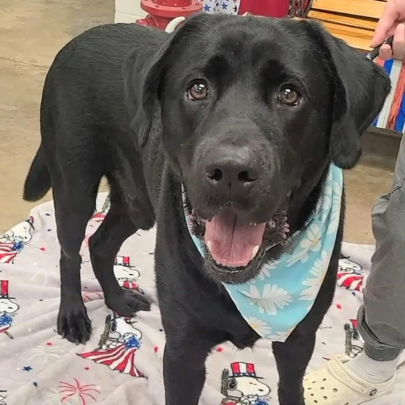 Zeke the Labby Lab thumbnail 4