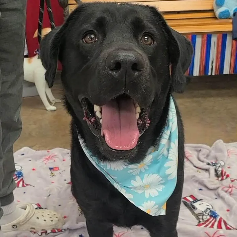 Zeke the Labby Lab thumbnail 5