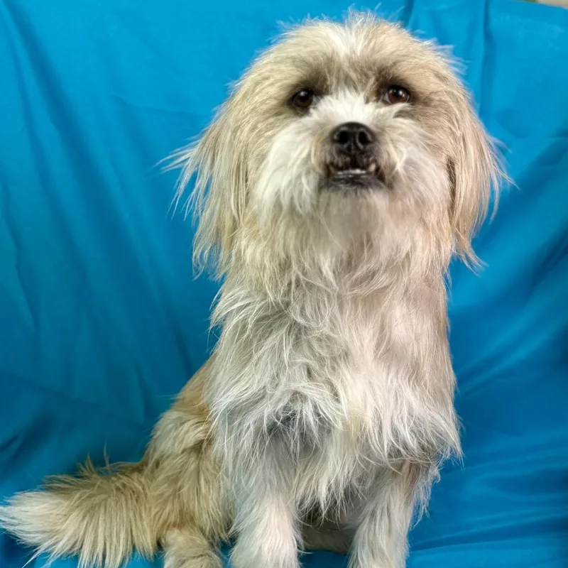 Max  Friendly Scruffball thumbnail 3