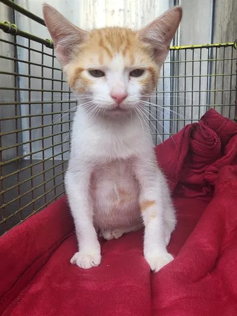A baby small-sized male Domestic Short Hair cat named Pippin for adoption in San Antonio, TX