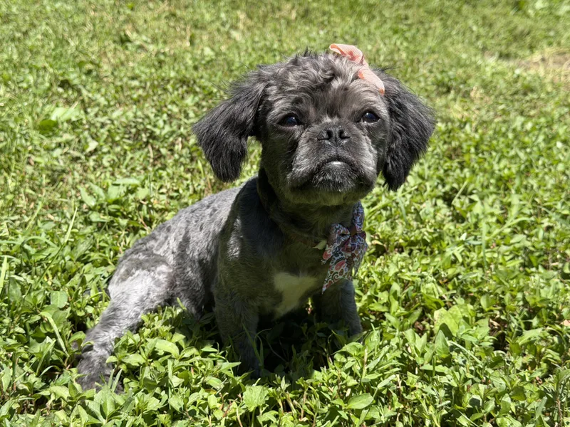 Coco