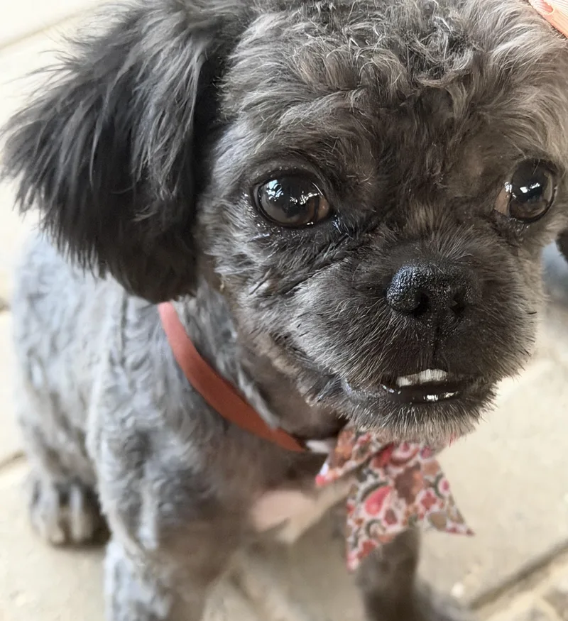 Coco thumbnail 4