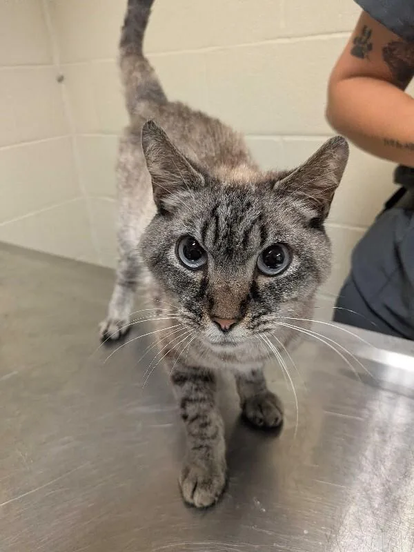An adult medium-sized male Tabby (Gray / Blue / Silver) Domestic Short Hair cat named O'Malley for adoption in Cincinnati, OH