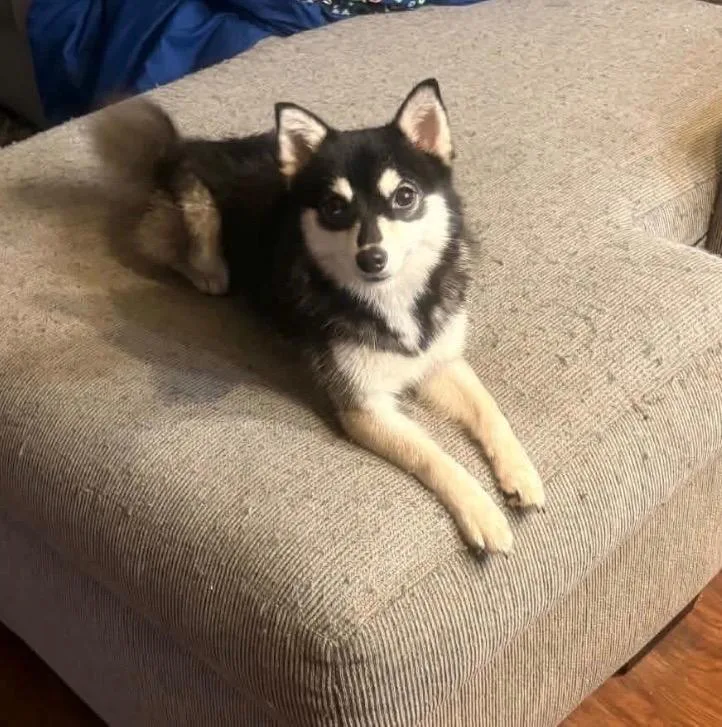 A young small-sized female Pomeranian dog named Luna for adoption in Waynesville, GA