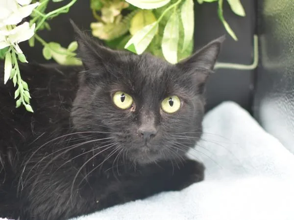 A young medium-sized female Domestic Medium Hair cat named Juliet for adoption in Portland, OR