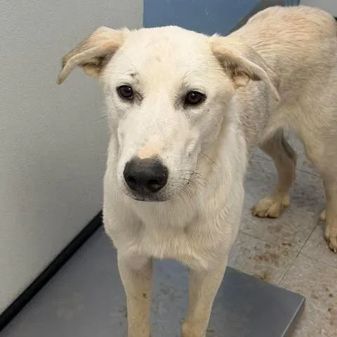 A young large-sized male White / Cream Great Pyrenees dog named Bear for adoption in Bastrop, TX