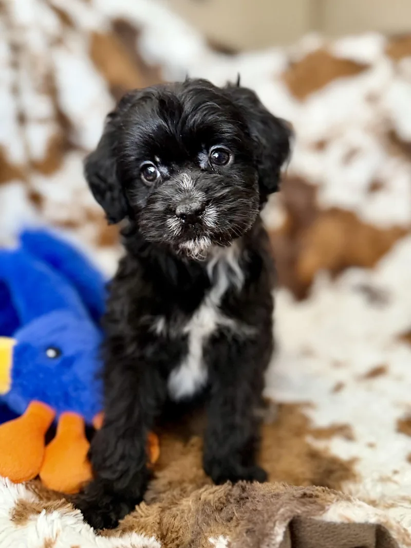 Oreo thumbnail 3
