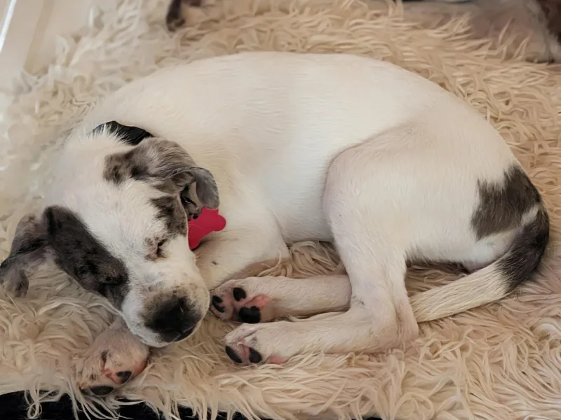 A young medium-sized female White / Cream Mixed Breed dog named Serene for adoption in Buena Vista, CO