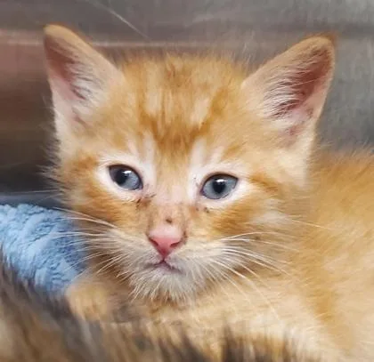 A young large-sized male Domestic Short Hair cat named Jester for adoption in Kansas City, MO