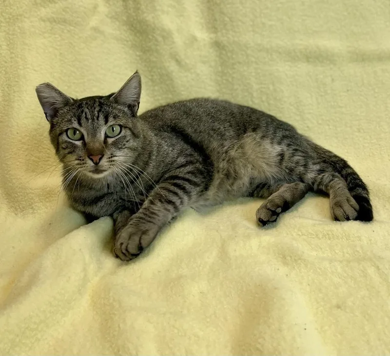 An adult medium-sized male Brown / Chocolate Domestic Short Hair cat named Bentley for adoption in Jamestown, CA