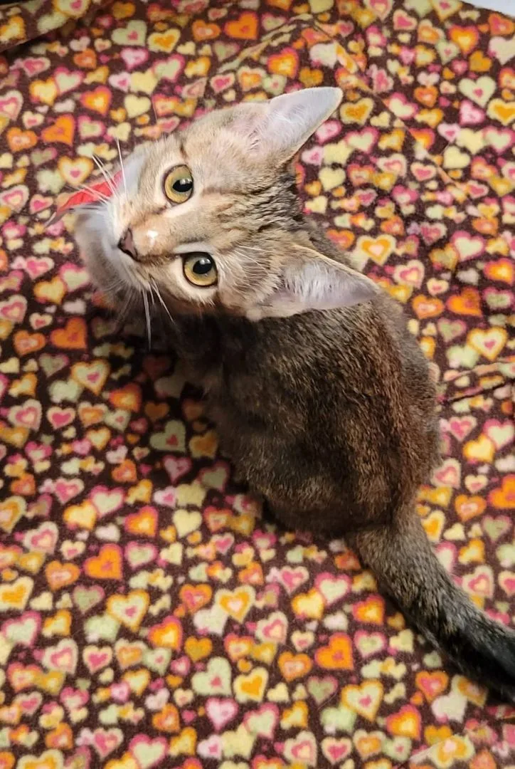 A baby medium-sized female Tabby (Brown / Chocolate) Domestic Short Hair cat named Babs for adoption in Sykesville, MD