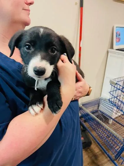 A baby small-sized female Border Collie dog named Indy for adoption in Palm Coast, FL