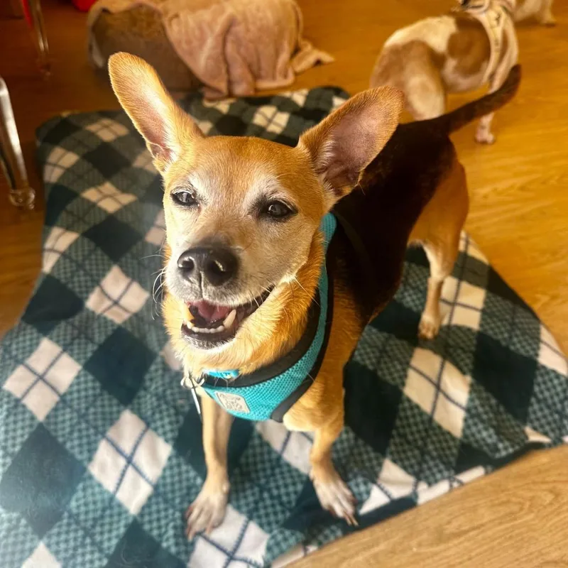 A senior small-sized male Black Chihuahua dog named Marathon for adoption in San Francisco, CA
