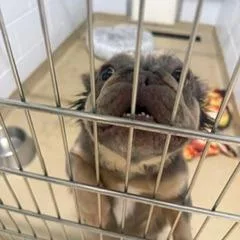 An adult small-sized female Brown / Chocolate French Bulldog dog named Doriann for adoption in West Palm Beach, FL