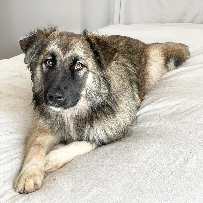 A young large-sized male Bicolor Golden Retriever dog named Amazing Rupert for adoption in Burlington, NC