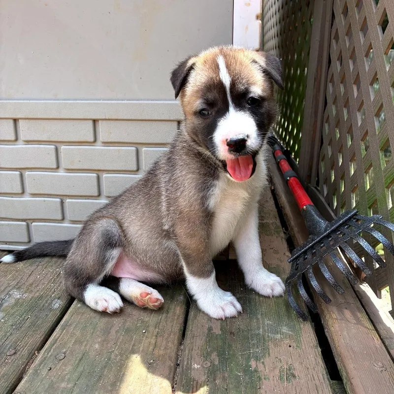 A baby medium-sized female Black Mixed Breed dog named Sausage Patty for adoption in Alexandria, VA