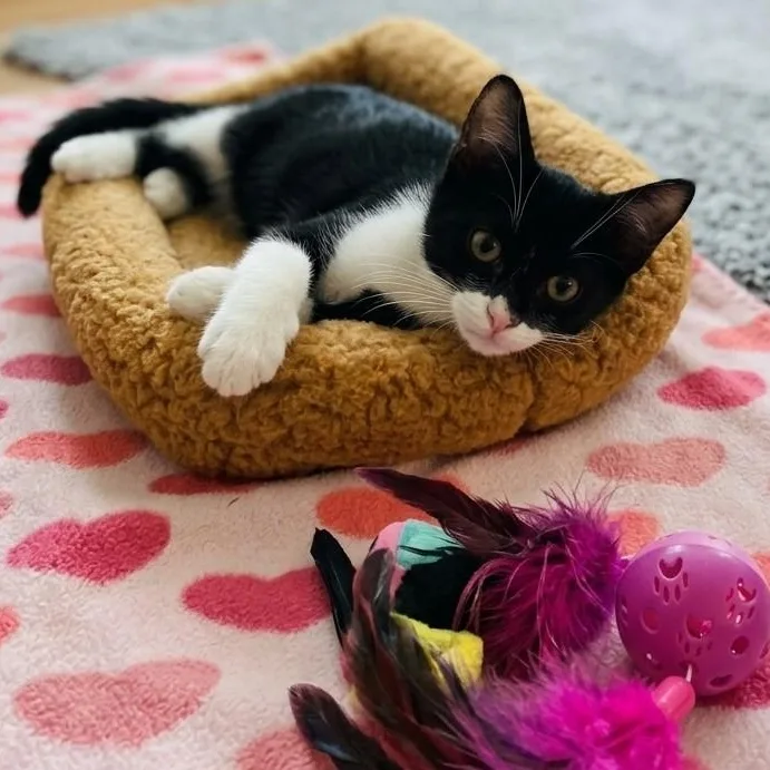 A baby medium-sized male Domestic Short Hair cat named Jenson for adoption in Boca Raton, FL