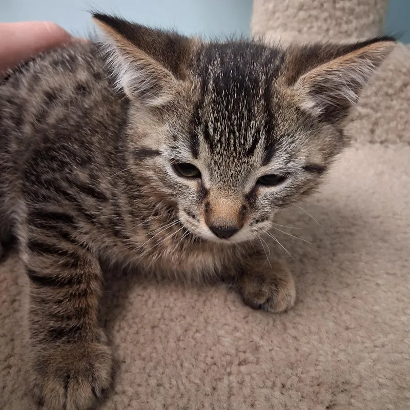 A baby small-sized male Brown / Chocolate Domestic Medium Hair cat named Crowley for adoption in Middlebury, VT