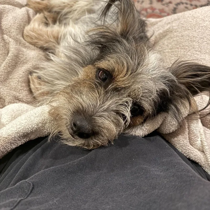 Samson