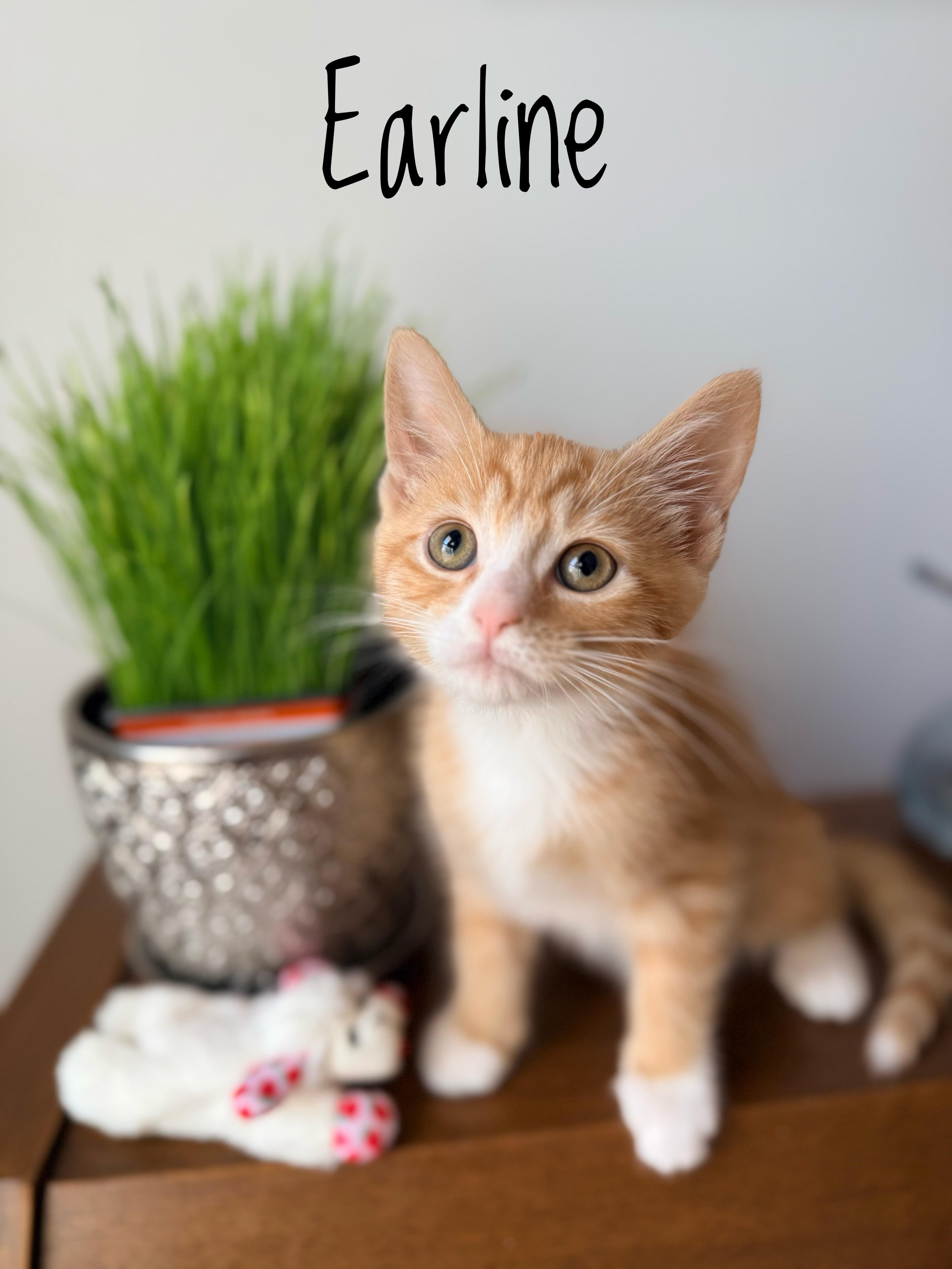 Earline  Little Miss thumbnail 5