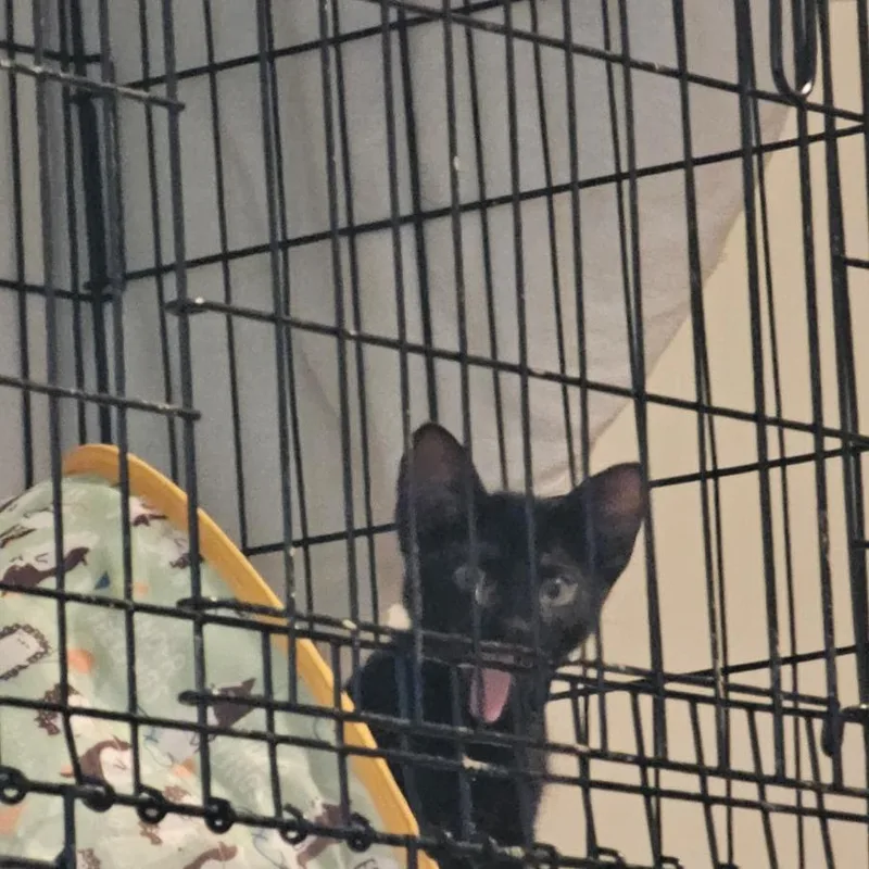 A baby small-sized male Black Domestic Short Hair cat named Foresti for adoption in Brooklyn, NY