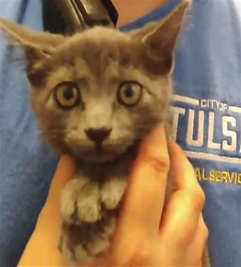 A baby small-sized female Domestic Short Hair cat named Keylime for adoption in Tulsa, OK