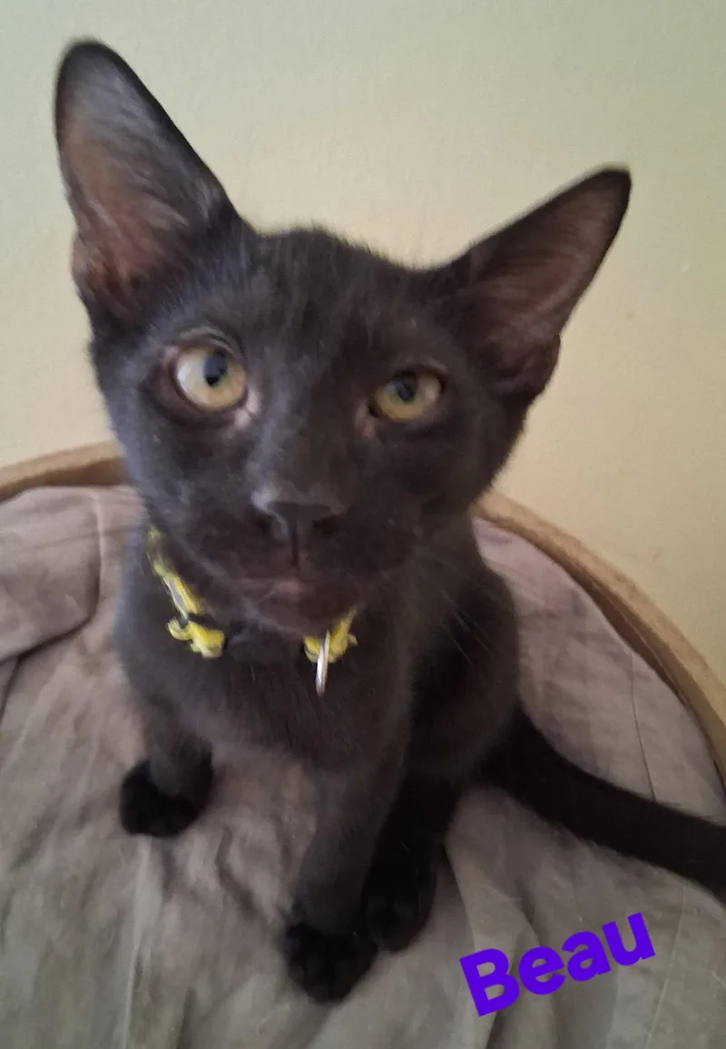 A young medium-sized male Domestic Short Hair cat named Beau for adoption in Longwood, FL