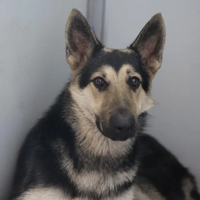 A young medium-sized male German Shepherd Dog dog named Rio for adoption in San Antonio, TX