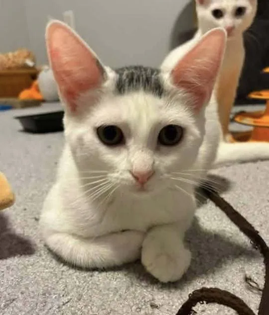 A baby medium-sized female Tabby (Tiger Striped) Domestic Short Hair cat named Sandy for adoption in Breinigsville, PA