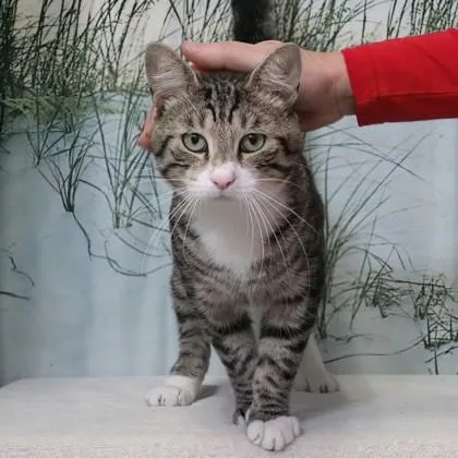 An adult medium-sized male Domestic Short Hair cat named Carl for adoption in West Chester, PA