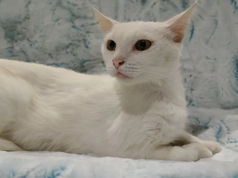 An adult large-sized female White Domestic Short Hair cat named Valkyrie for adoption in Ellaville, GA
