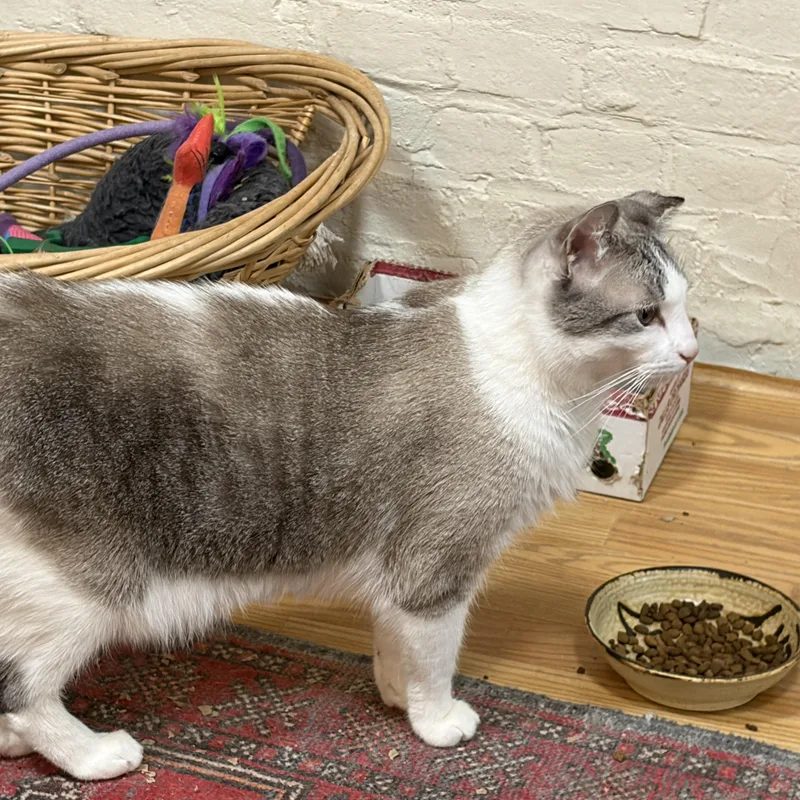 An adult medium-sized male Blue Cream Snowshoe cat named Arthur for adoption in Louisville, KY