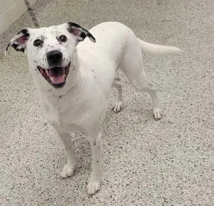 An adult large-sized female White / Cream Mixed Breed dog named Perdita for adoption in Kansas City, MO