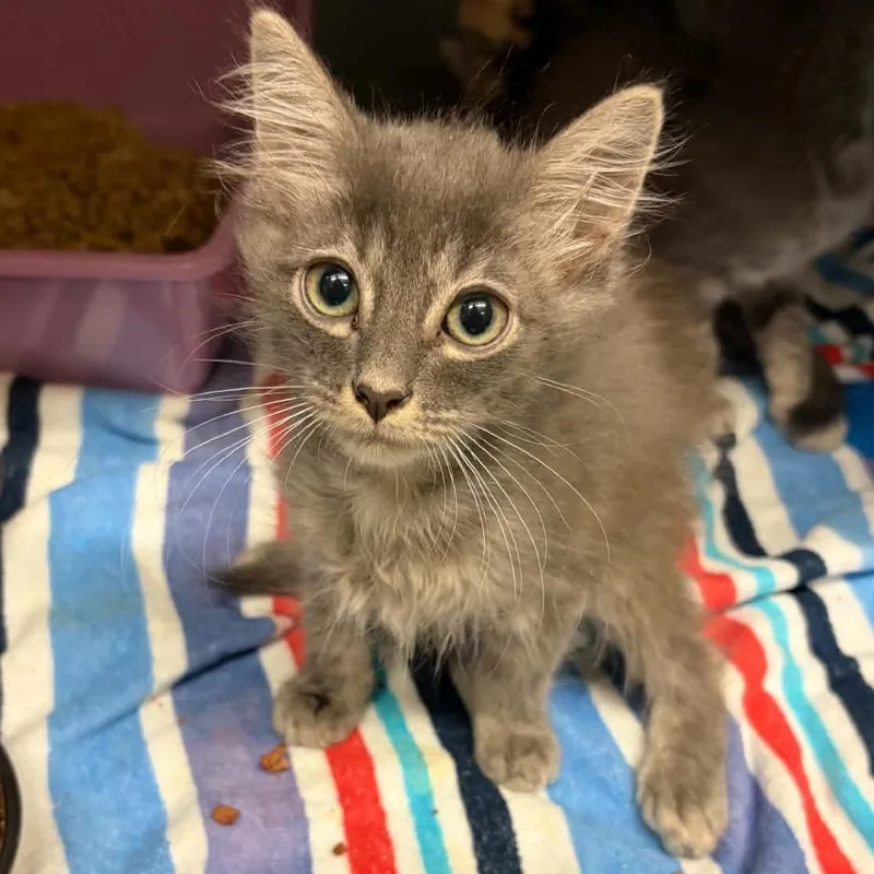 A baby small-sized male Gray / Blue / Silver Domestic Medium Hair cat named Aang for adoption in Concord, NC