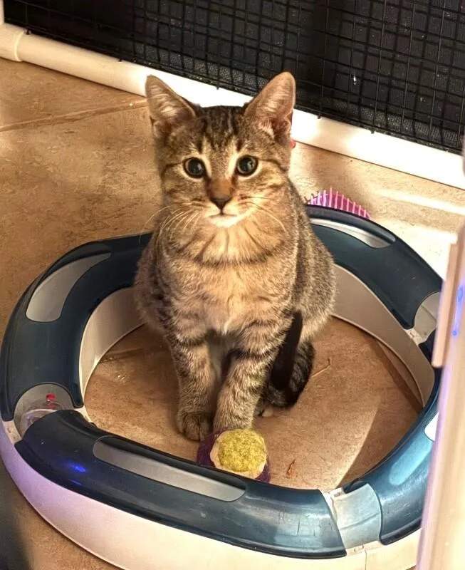 A young medium-sized male Tabby (Brown / Chocolate) Domestic Short Hair cat named Treasure for adoption in North Babylon, NY
