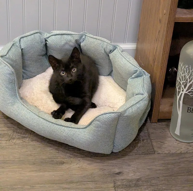 Sgt. Pepper Kleschick