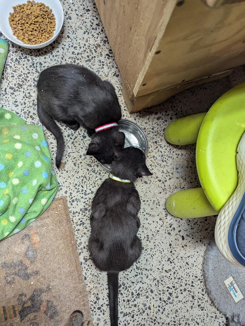 Sgt. Pepper Kleschick thumbnail 2