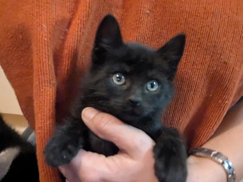 Sgt. Pepper Kleschick thumbnail 4