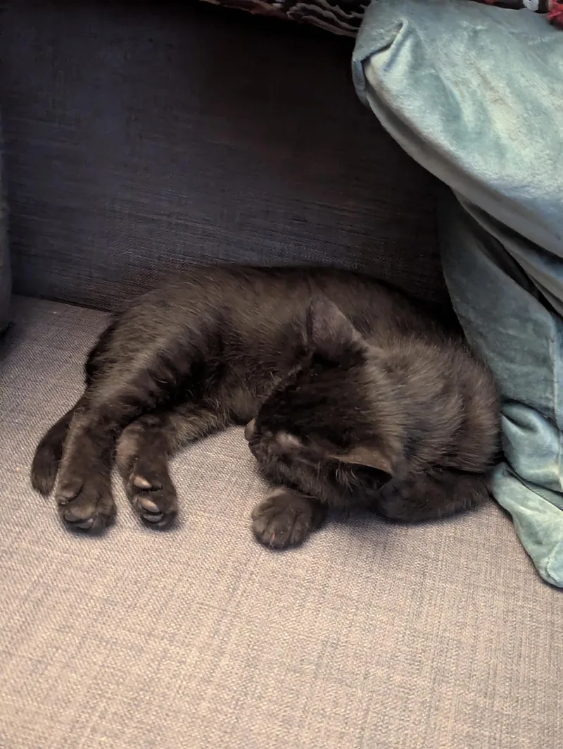 Sgt. Pepper Kleschick thumbnail 5