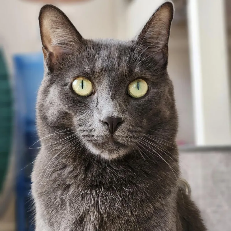 An adult small-sized male Gray / Blue / Silver Domestic Short Hair cat named Slushie  Home To for adoption in South Elgin, IL