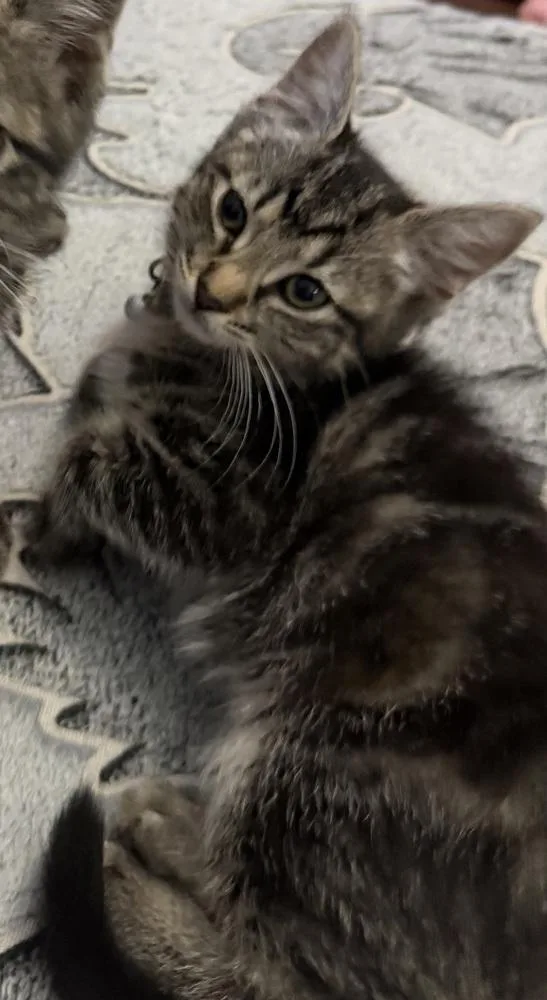 A baby small-sized female Domestic Short Hair cat named Louise for adoption in Dallas, TX