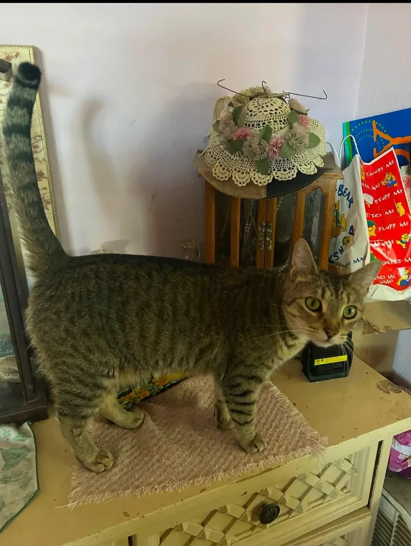 An adult medium-sized female Tabby (Brown / Chocolate) Domestic Short Hair cat named Fiffi for adoption in Beverly Hills, CA