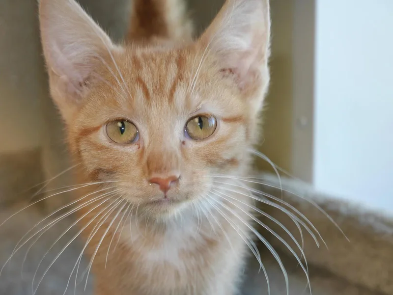 An adult medium-sized male Tiger cat named Superman II for adoption in Austin, MN
