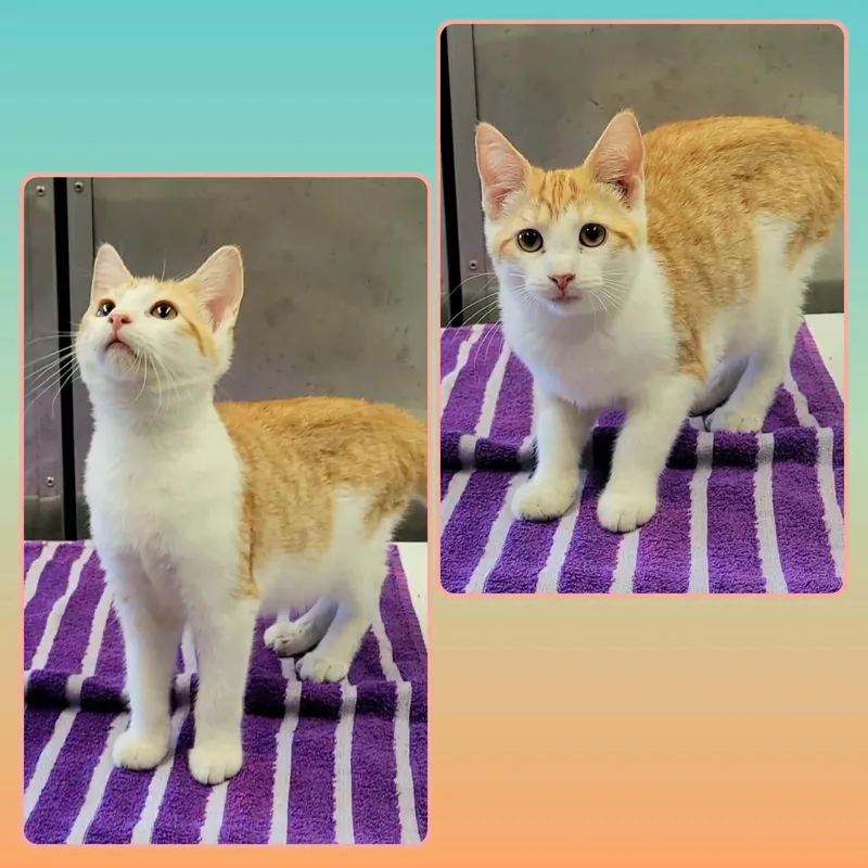 A baby small-sized female Tabby (Orange / Red) Domestic Short Hair cat named Auburn for adoption in Buckhannon, WV