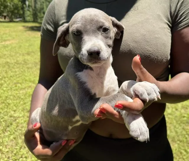 A baby medium-sized male Gray / Blue / Silver Labrador Retriever dog named Slate Sweets for adoption in Andover, MA
