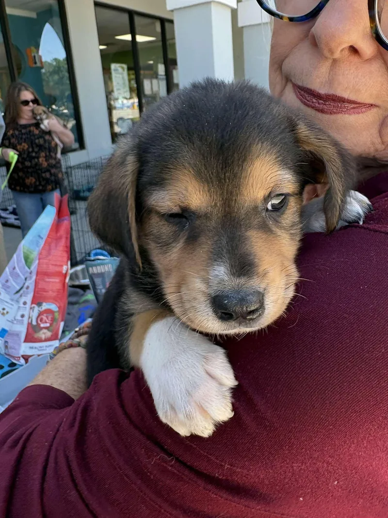 A baby medium-sized female Feist dog named Cider for adoption in Sanford, NC