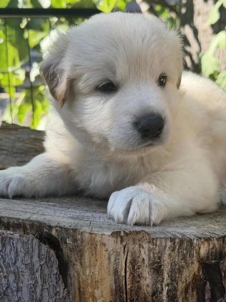 A baby large-sized male White / Cream German Shepherd Dog dog named Draco for adoption in Pleasant Hill, CA